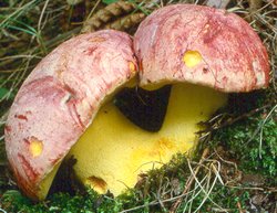 Butyriboletus regius (masłoborowik królewski)