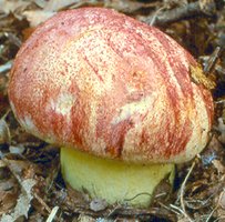 Butyriboletus regius (masłoborowik królewski)