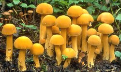 Phaeolepiota aurea (aksamitkówka złota)