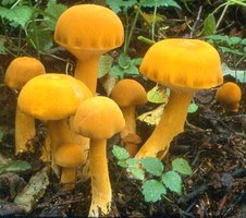 Phaeolepiota aurea (aksamitkówka złota)