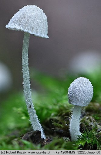 Mycena corynephora