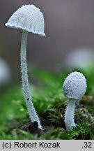 Mycena corynephora