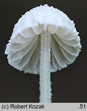 Mycena corynephora