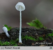 Mycena corynephora