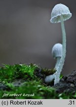 Mycena corynephora