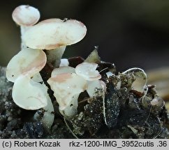 Cudoniella corni-maris