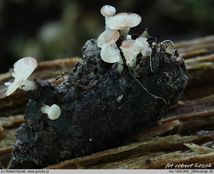 Cudoniella corni-maris