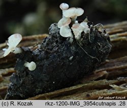 Cudoniella corni-maris