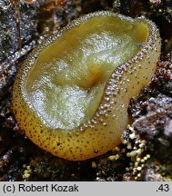 Peziza obtusapiculata