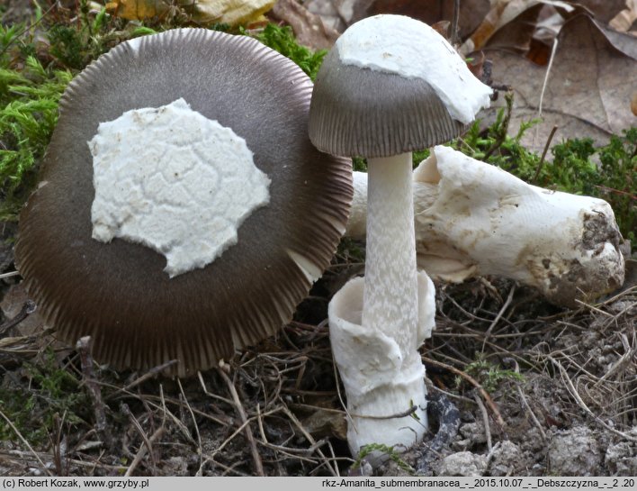 Amanita submembranacea (muchomor brązowooliwkowy)