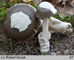 Amanita submembranacea (muchomor brązowooliwkowy)