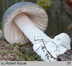 Amanita submembranacea (muchomor brązowooliwkowy)