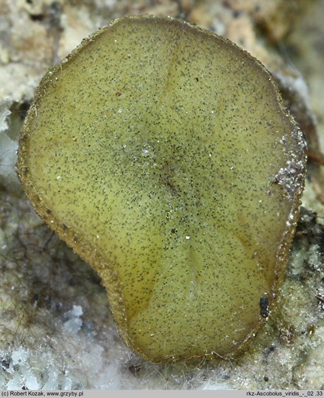 Ascobolus viridis