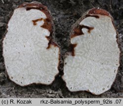 Balsamia polysperma