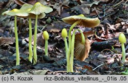 Bolbitius vitellinus (gnojanka żółtawa)