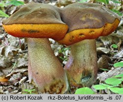 Neoboletus luridiformis (krasnoborowik ceglastopory)