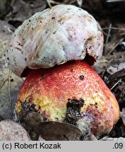 Rubroboletus rhodoxanthus (krwistoborowik purpurowy)