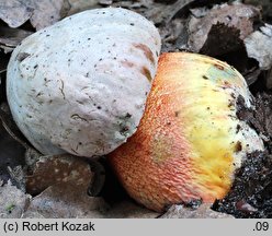 Rubroboletus rhodoxanthus (krwistoborowik purpurowy)