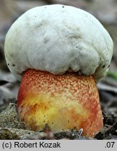 Rubroboletus rhodoxanthus (krwistoborowik purpurowy)