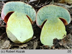 Rubroboletus rhodoxanthus (krwistoborowik purpurowy)