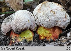 Rubroboletus rhodoxanthus (krwistoborowik purpurowy)