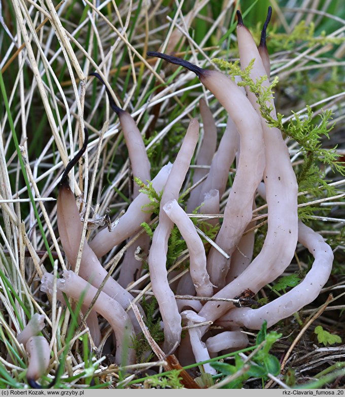 Clavaria fumosa (goździeniec przydymiony)