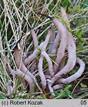 Clavaria fumosa (goździeniec przydymiony)