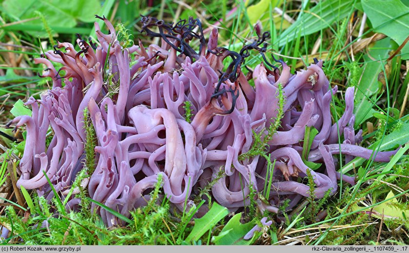 Clavaria zollingeri (goździeniec fioletowy)