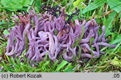 Clavaria zollingeri (goździeniec fioletowy)