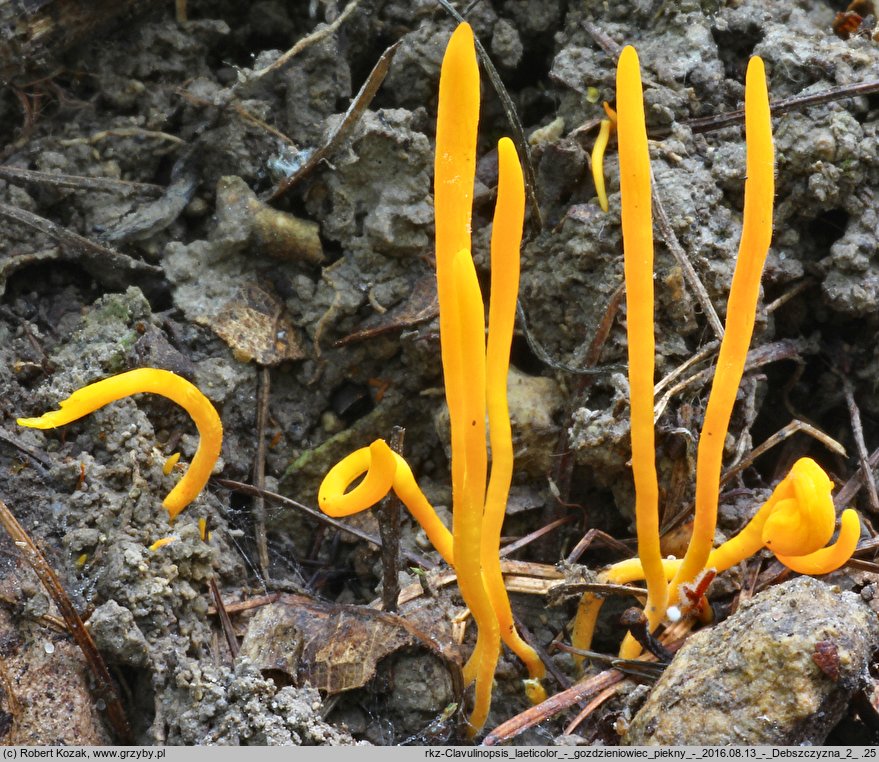 Clavulinopsis laeticolor (goździeniowiec piękny)