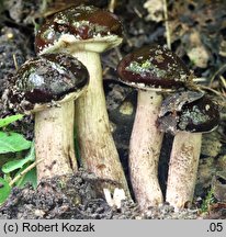 Cyclocybe erebia (polownica czekoladowobrązowa)