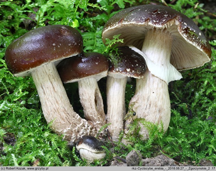 Cyclocybe erebia (polownica czekoladowobrązowa)