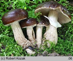 Cyclocybe erebia (polownica czekoladowobrązowa)