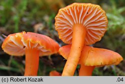 Hygrocybe reidii (wilgotnica włoska)