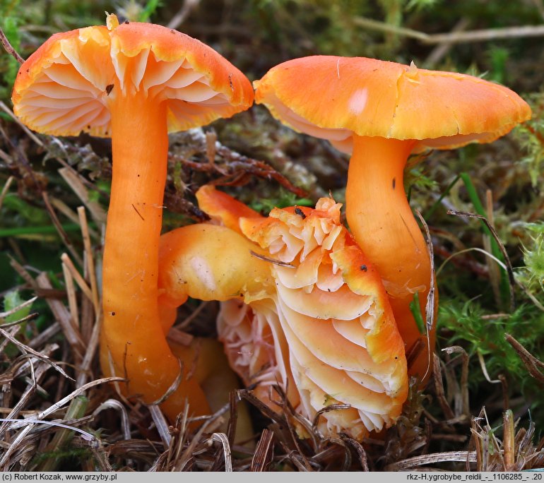 Hygrocybe reidii (wilgotnica włoska)