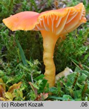 Hygrocybe reidii (wilgotnica włoska)