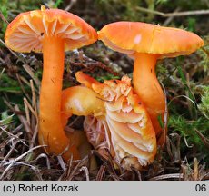 Hygrocybe reidii (wilgotnica włoska)