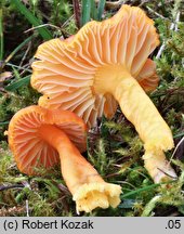 Hygrocybe reidii (wilgotnica włoska)