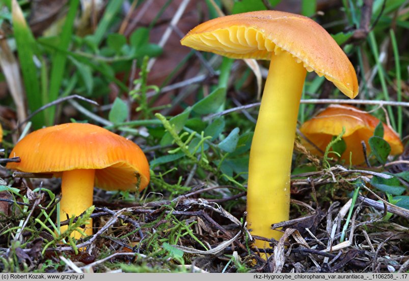 Hygrocybe chlorophana (wilgotnica żółknąca)