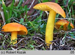 Hygrocybe chlorophana (wilgotnica żółknąca)