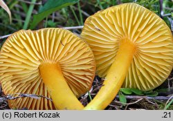 Hygrocybe chlorophana (wilgotnica żółknąca)