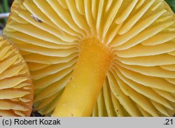 Hygrocybe chlorophana var. aurantiaca