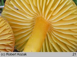 Hygrocybe chlorophana (wilgotnica żółknąca)