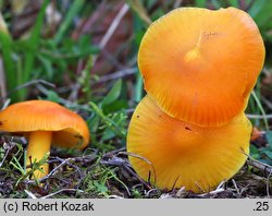 Hygrocybe chlorophana (wilgotnica żółknąca)