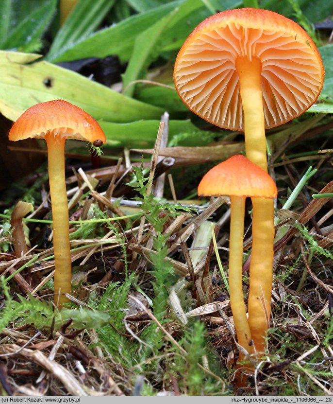 Hygrocybe insipida (wilgotnica drobna)