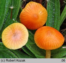 Hygrocybe insipida (wilgotnica drobna)