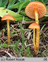 Hygrocybe insipida (wilgotnica drobna)