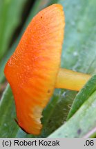 Hygrocybe insipida (wilgotnica drobna)