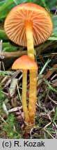 Hygrocybe insipida (wilgotnica drobna)