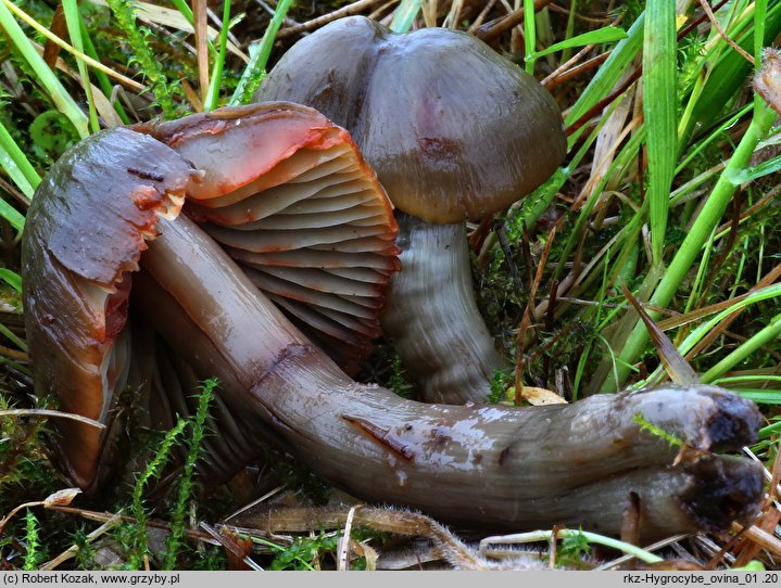 Hygrocybe ovina (wilgotnica czerwieniejąca)